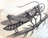 GRASSHOPPER CLEANING ANTENNA